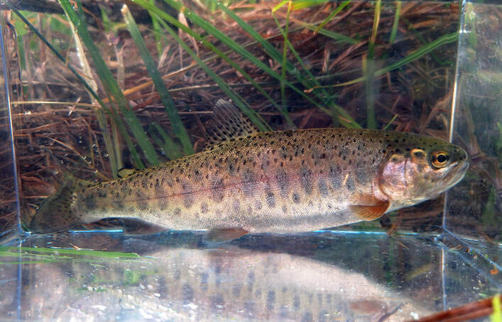 Fort Rock, redband trout