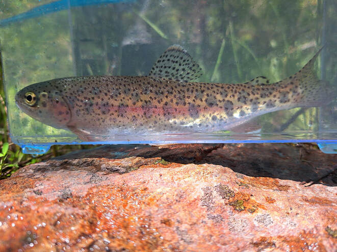 Lassen Ck, Goose Lake redband, trout