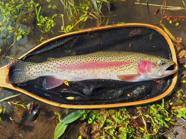 Oregon Goose Lake redband trout