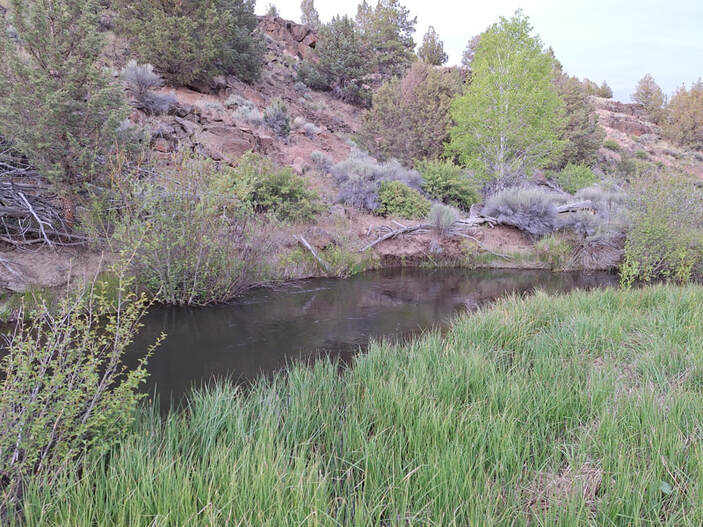 desert trout stream, Oregon