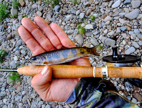 brook trout, McCloud River, CA, fly fishing